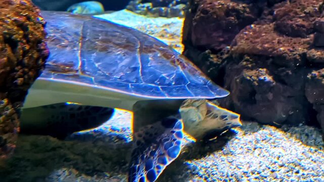 Underwater sea turtle swimming near coral rocks, detailed shell texture and soft blue marine light