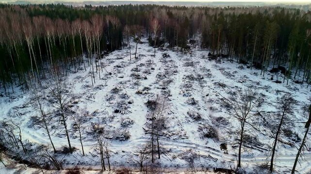 Deforestation area in the winter snow-covered forest floor with tree stumps and debris