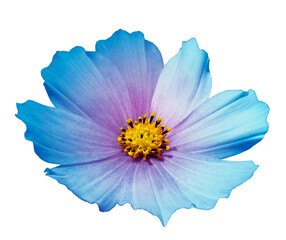 flower daisy  isolated  background.  Closeup.   Nature.