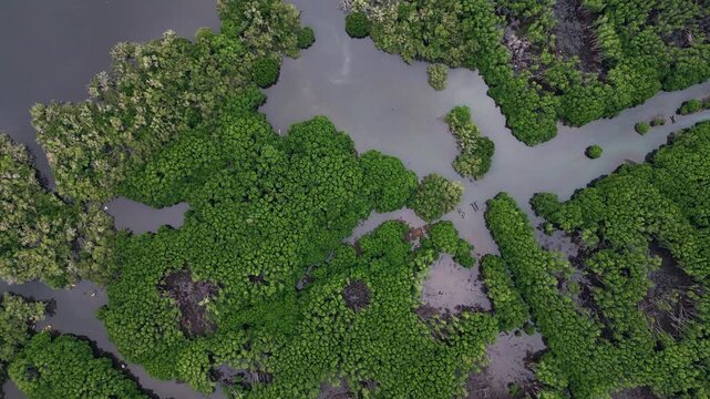 Overhead drone video of thriving mangrove forest where muddy intertidal water flows between thick vegetation forming a balanced tropical wetland landscape along the coast