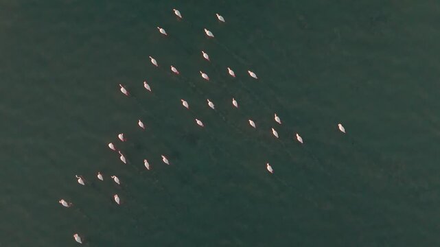 Overhead drone view of flamingos gliding in a diagonal formation across calm teal water; soft golden light, ripple trails, and clean minimal framing&mdash;serene wildlife stock perfect for nature b-roll.