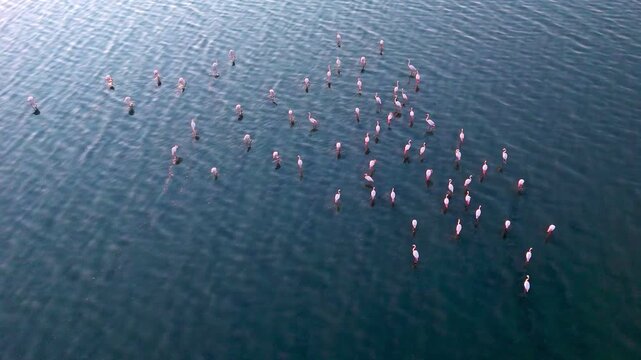 Top-down drone aerial showing a flock of flamingos wading in calm blue lagoon water, creating organic spacing patterns and gentle ripples; serene wildlife footage for documentary and travel use.