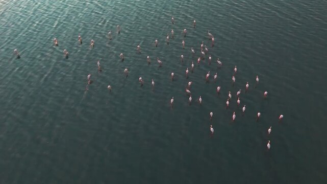 Top-down drone aerial of flamingos standing in shallow water, forming organic patterns across a calm lagoon; serene wildlife scene ideal for nature, travel, and conservation visuals.