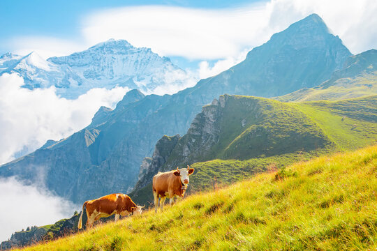 Amazing Swiss landscape, alpine cows in high mountains, M&auml;nnlichen highlands