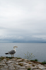 A seagull stands on a rocky ledge overlooking the ocean. The sky is cloudy and the water is calm