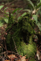 Moss grows on old tree trunks