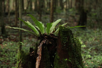 Moss grows on old tree trunks