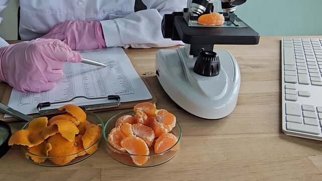Laboratory work with orange samples and microscope at a research facility