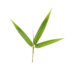 Obraz premium Small Bamboo Sprig with Three Green Leaves on White Background