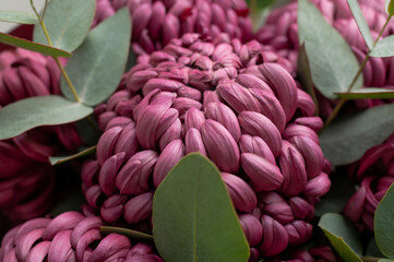 Close-up of burgundy chrysanthemums with eucalyptus sprigs. Macro photography of autumn bouquet, floral background, wallpaper. Abstract nature texture. Card for March 8th, Mother's Day, wedding 