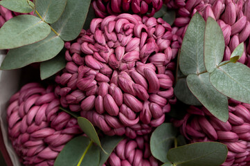 Close-up of burgundy chrysanthemums with eucalyptus sprigs. Macro photography of autumn bouquet, floral background, wallpaper. Abstract nature texture. Card for March 8th, Mother's Day, wedding 
