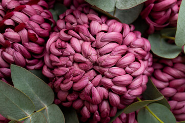 Close-up of burgundy chrysanthemums with eucalyptus sprigs. Macro photography of autumn bouquet, floral background, wallpaper. Abstract nature texture. Card for March 8th, Mother's Day, wedding 