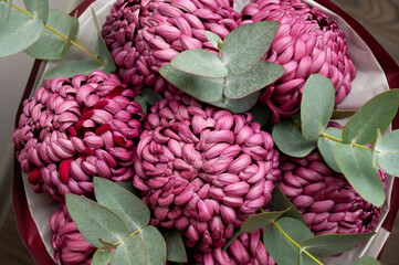 Close-up of burgundy chrysanthemums with eucalyptus sprigs. Macro photography of autumn bouquet, floral background, wallpaper. Abstract nature texture. Card for March 8th, Mother's Day, wedding 