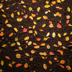 autumn leaves background