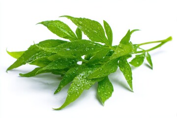 Fresh Anise Leaves Bundle on White Background