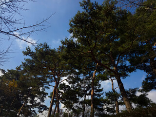 Obraz premium Forest trees nature background with tall pine canopy and blue sky, upward view, fresh and serene mood
