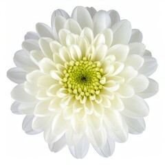 Close-up of a vibrant, white flower with a yellow-green center