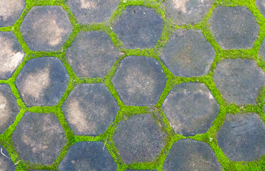 A crisp top-down macro shot of vibrant green moss flourishing between the gaps of dark grey hexagonal paving stones. The image highlights a perfect natural grid and geometric symmetry.