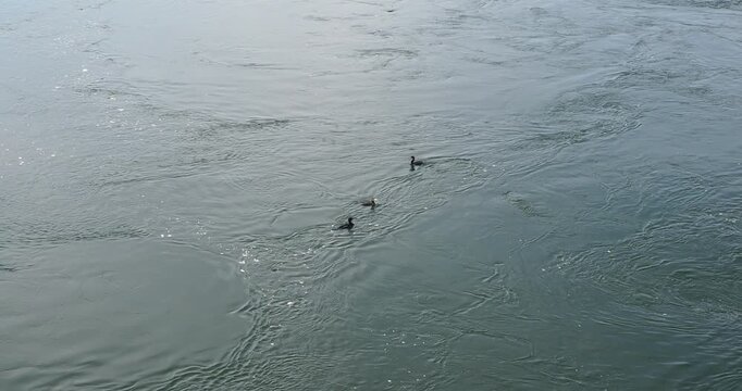 Great cormorants or Black shag (Phalacrocorax carbo) swimming and diving in the strong currents of the fish-rich waters of the Rhine upstream from Basel in Switzerland