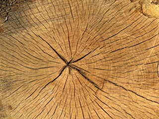 Wood texture from tree trunk cross section