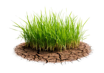 Grass growing from cracked dry soil isolated on transparent or white background