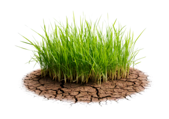 Grass growing from cracked dry soil isolated on transparent or white background