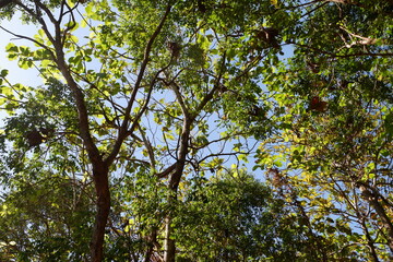 Fototapeta premium Looking Up Through Green Canopy With Bright Blue Sky And Sunlit Leaves