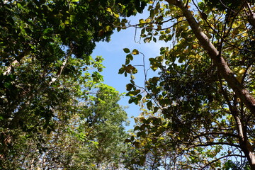 Fototapeta premium Looking Up Through Green Canopy With Bright Blue Sky And Sunlit Leaves