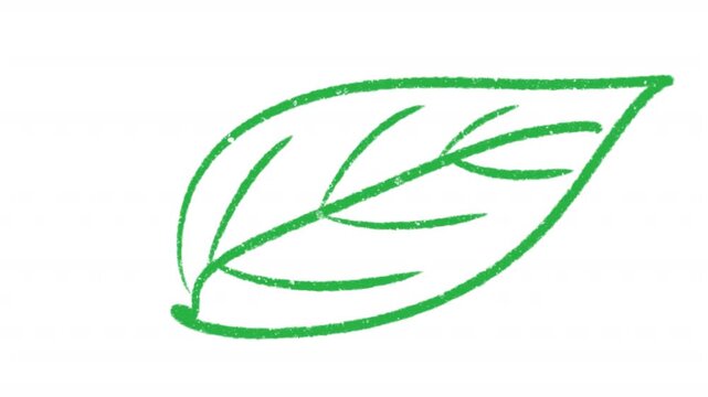 Hand-drawing leaf leaves doodle grunge circle highlights animation, marker with transparent background