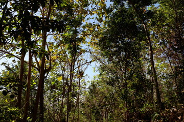 Fototapeta premium Looking Up Through Green Canopy With Bright Blue Sky And Sunlit Leaves
