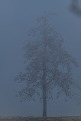 Frosty trees and pasture land in winter morning near Tisa village
