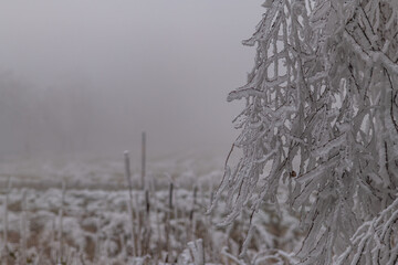 Frosty trees and pasture land in winter morning near Tisa village