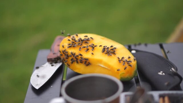 Ripe mangoes are placed on a fly-infested camping table, depicting a natural outdoor dining scene at a campsite.	