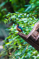 Ein Eisvogel versteckt sich zwischen Bl&auml;ttern