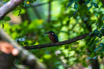 Ein wundersch&ouml;ner Eisvogel auf einem Zweig