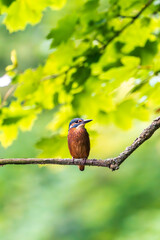 Ein wundersch&ouml;ner Eisvogel auf einem Zweig