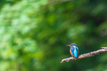 Ein wundersch&ouml;ner Eisvogel auf einem Zweig