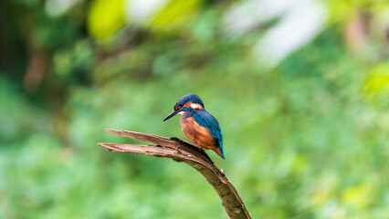 Ein wundersch&ouml;ner Eisvogel auf einem Zweig