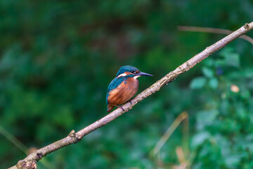 Ein wundersch&ouml;ner Eisvogel auf einem Zweig