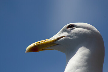Close Up Portrait of a Seagull in Southern Chile