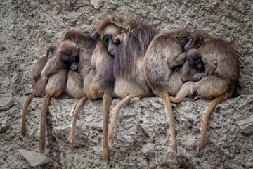 So eine Affenk&auml;lte heute!