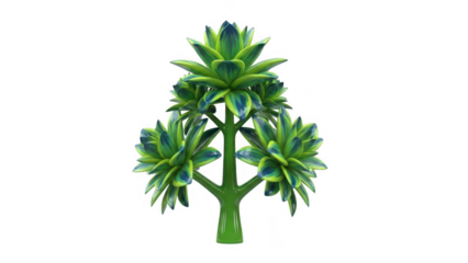 Three succulent plants forming a triangle isolated on transparent background