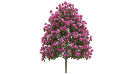 Isolated purple flowering tree with green leaves, fresh springtime growth against a plain background