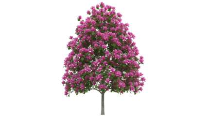 Isolated purple flowering tree with green leaves, fresh springtime growth against a plain background