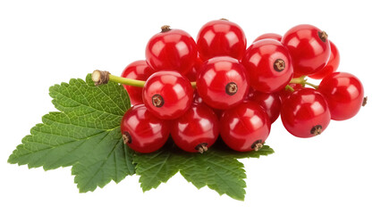 Isolated bunch of shiny red currant berries and green leaves, fresh ingredient close-up