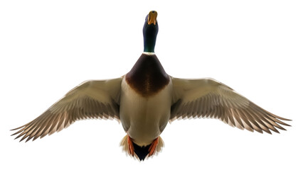 Isolated mallard duck in flight, showing the underside of wings, poised for a graceful landing