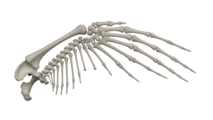 Isolated Wing Bones Anatomical Structure skeletal layout for science and biology education