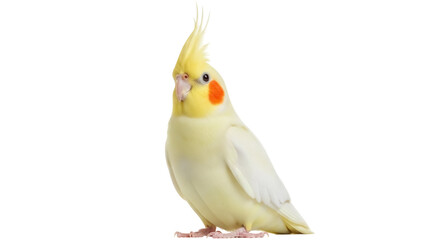 Isolated Cockatiel perching upright, a charming pet bird known for its distinctive crest