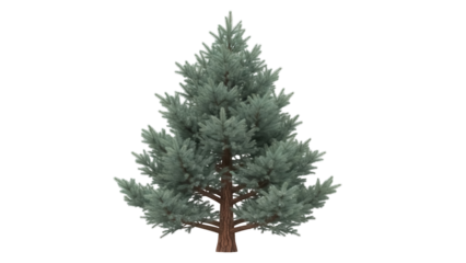 Isolated evergreen tree with a brown trunk, perfect for Christmas decorations and forestry art