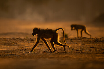 Two backlit chacma baboons walk across clearing